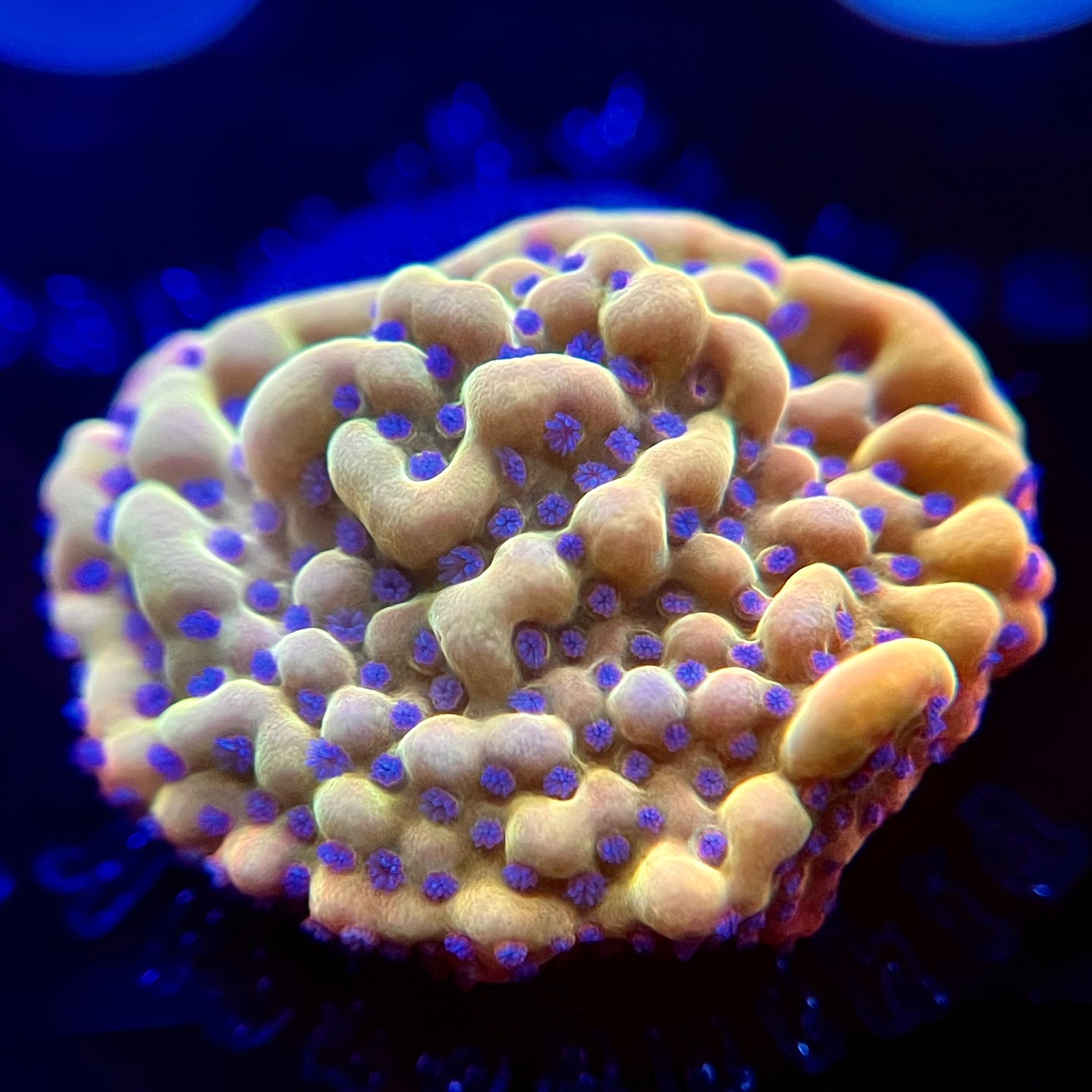 WYSIWYG Beast Montipora