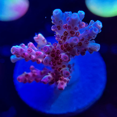 WYSIWYG A to Zoanthid Blood Moon Acropora