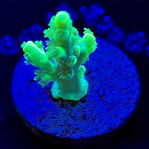 WYSIWYG A to Zoanthid Radio Active Man Acropora