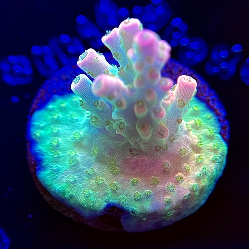 WYSIWYG A to Zoanthid Lava Flow Acro