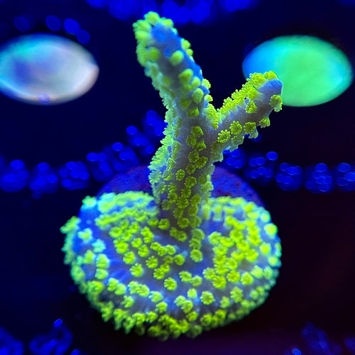 WYSIWYG Tubbs Montipora Stellata