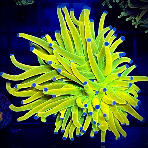 WYSIWYG Holy Grail Torch Coral