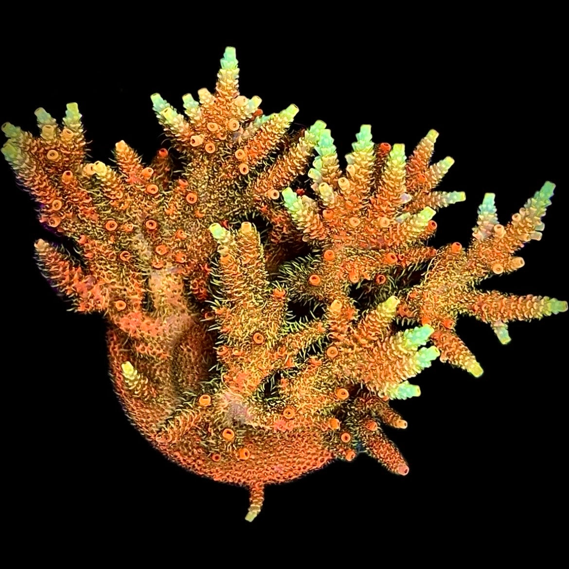 Jason Fox Solar Flare Millepora