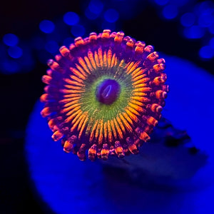 WYSIWYG Bowzer Zoanthid