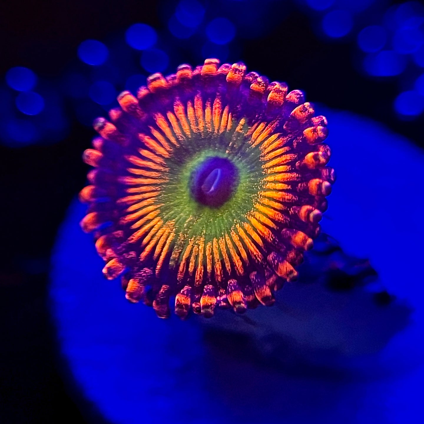 WYSIWYG Bowzer Zoanthid