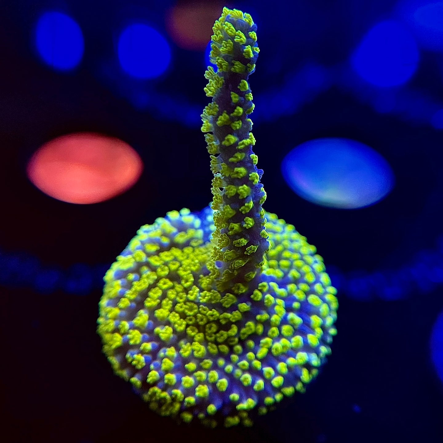 WYSIWYG Tubs Montipora Stellata