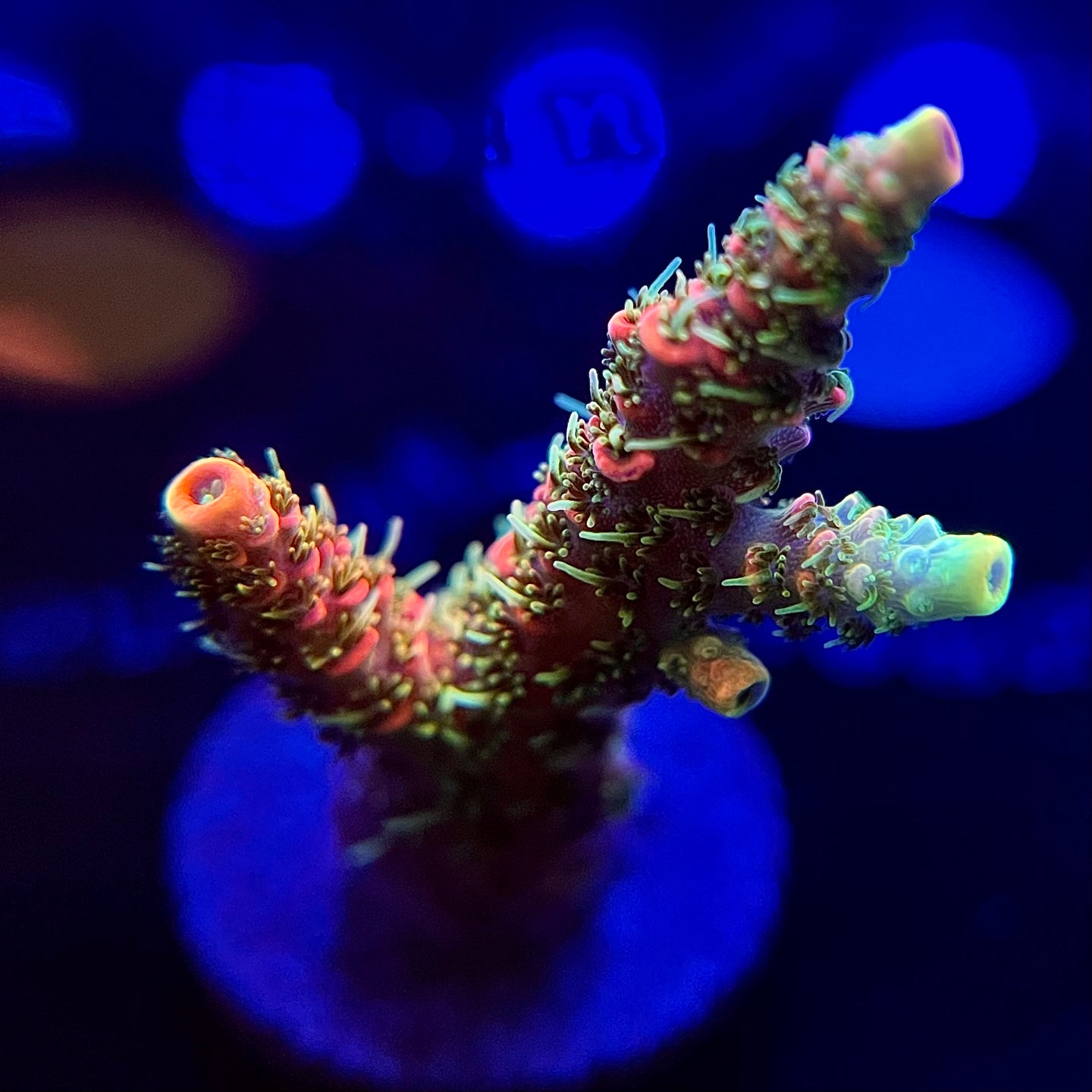 WYSIWYG XL Jason Fox Solar Flare Millepora