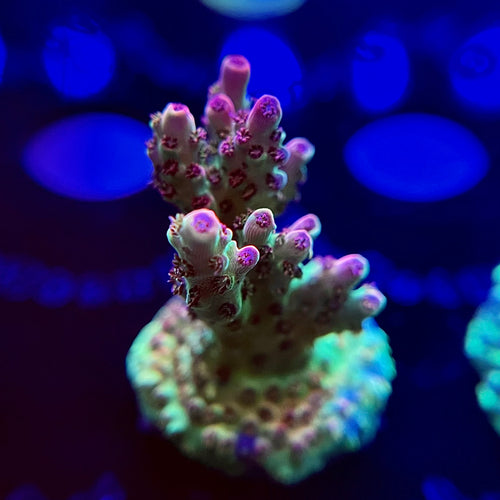 WYSIWYG Battle Corals Wild Red Acro