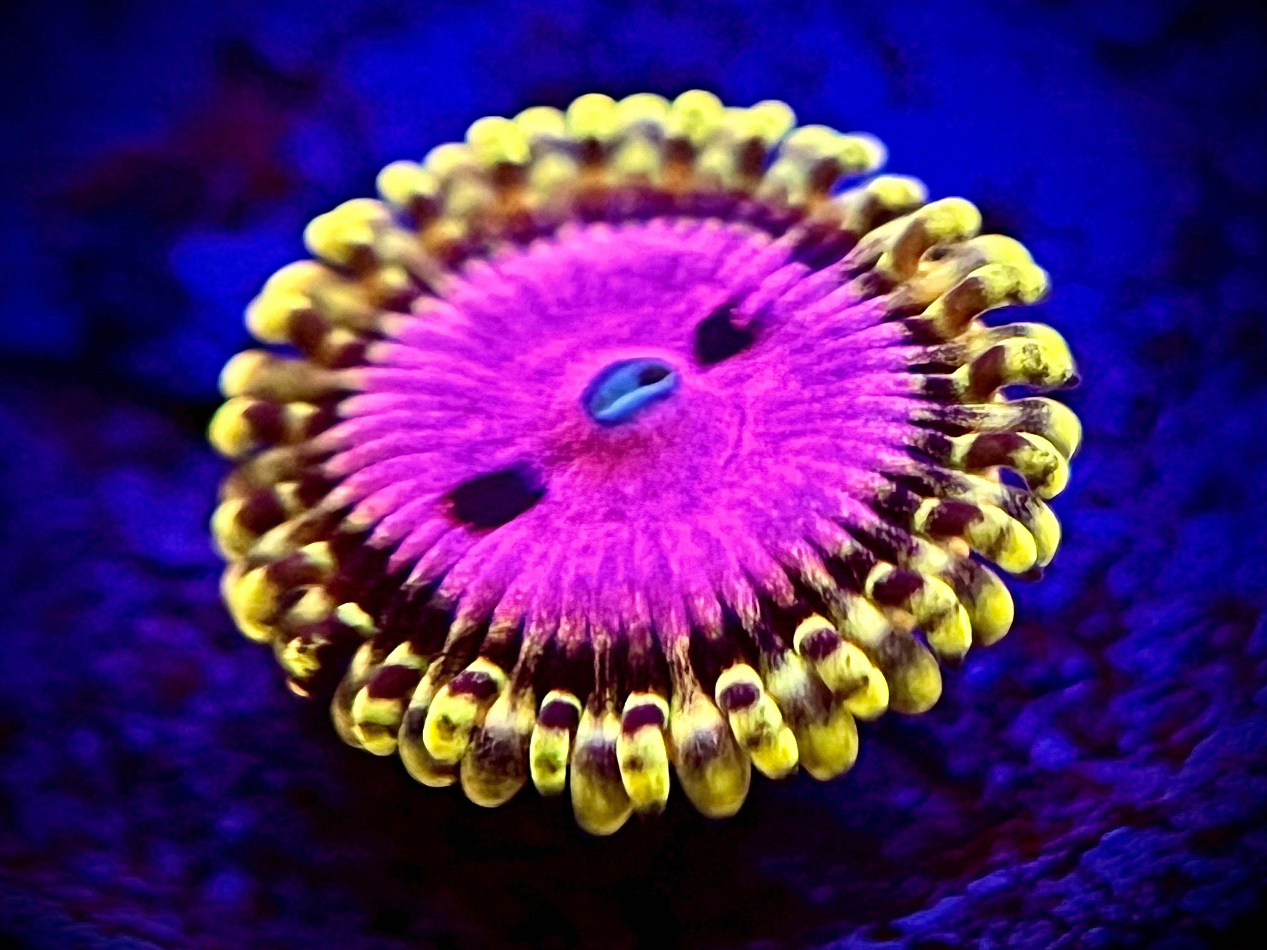 Pink Diamond Zoa