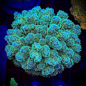 ECC Aqua Horizon Pocillopora