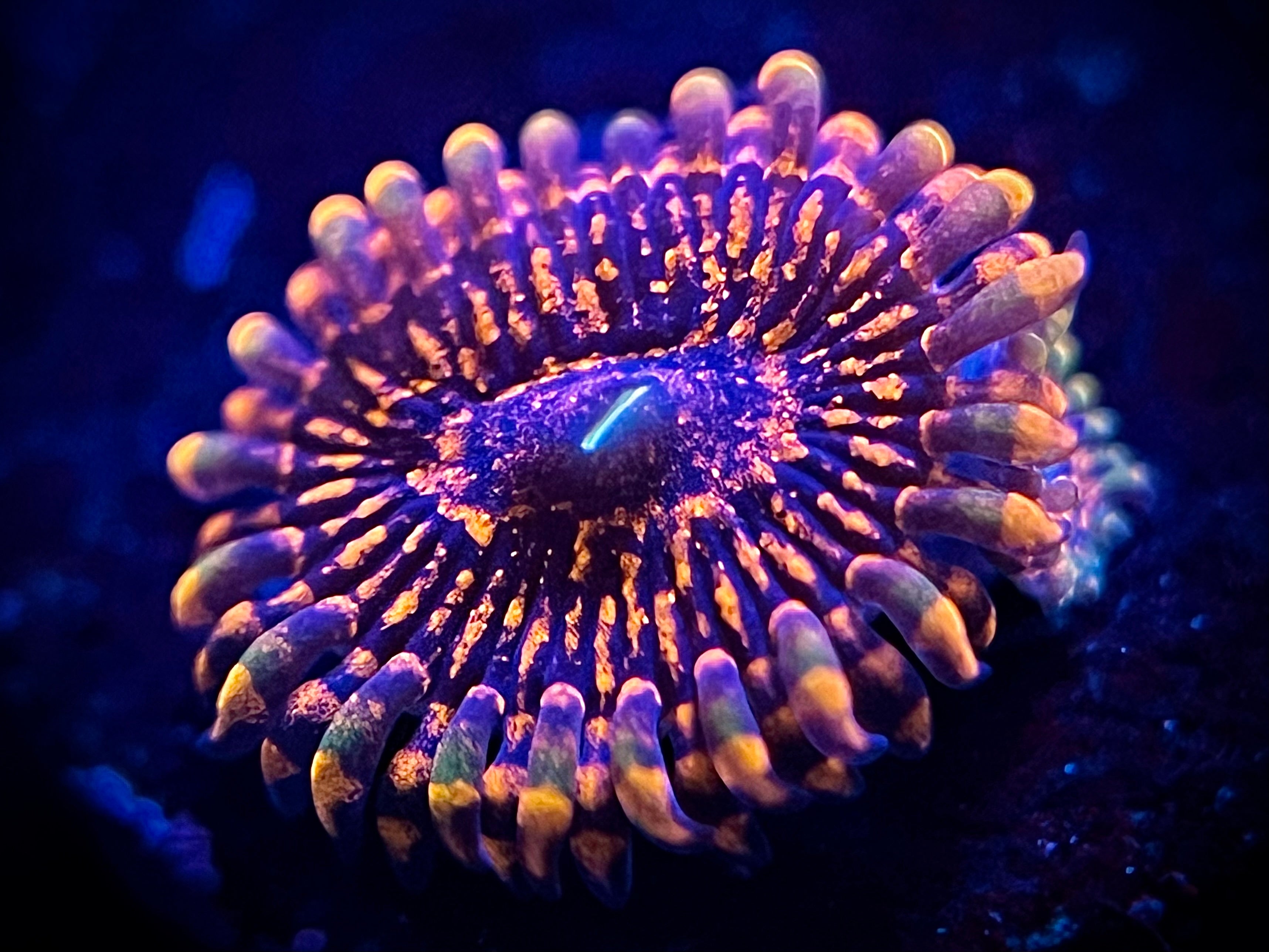 Flaming Mohican Zoa – A to Zoanthid