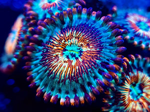 White Zombie Zoanthid