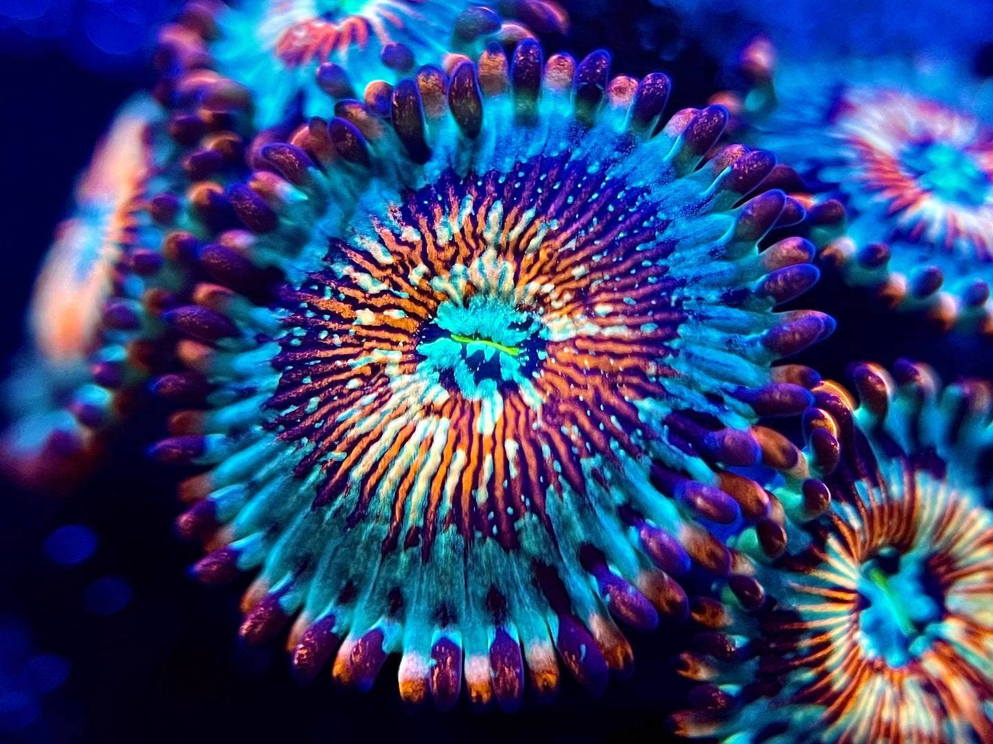 White Zombie Zoanthid