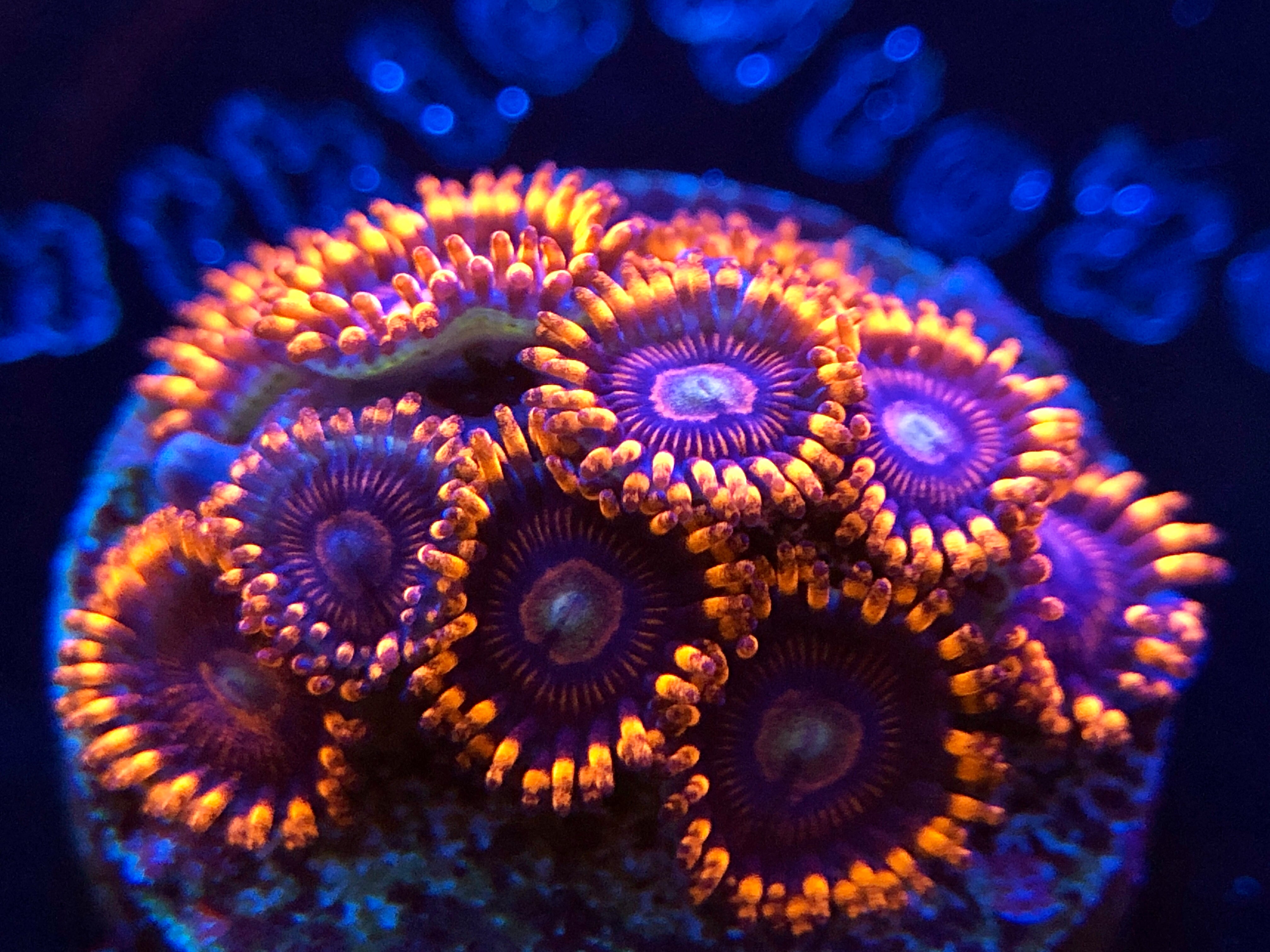 Superstar zoa outlet