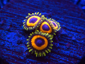 Whammin’ Watermelon Zoanthid