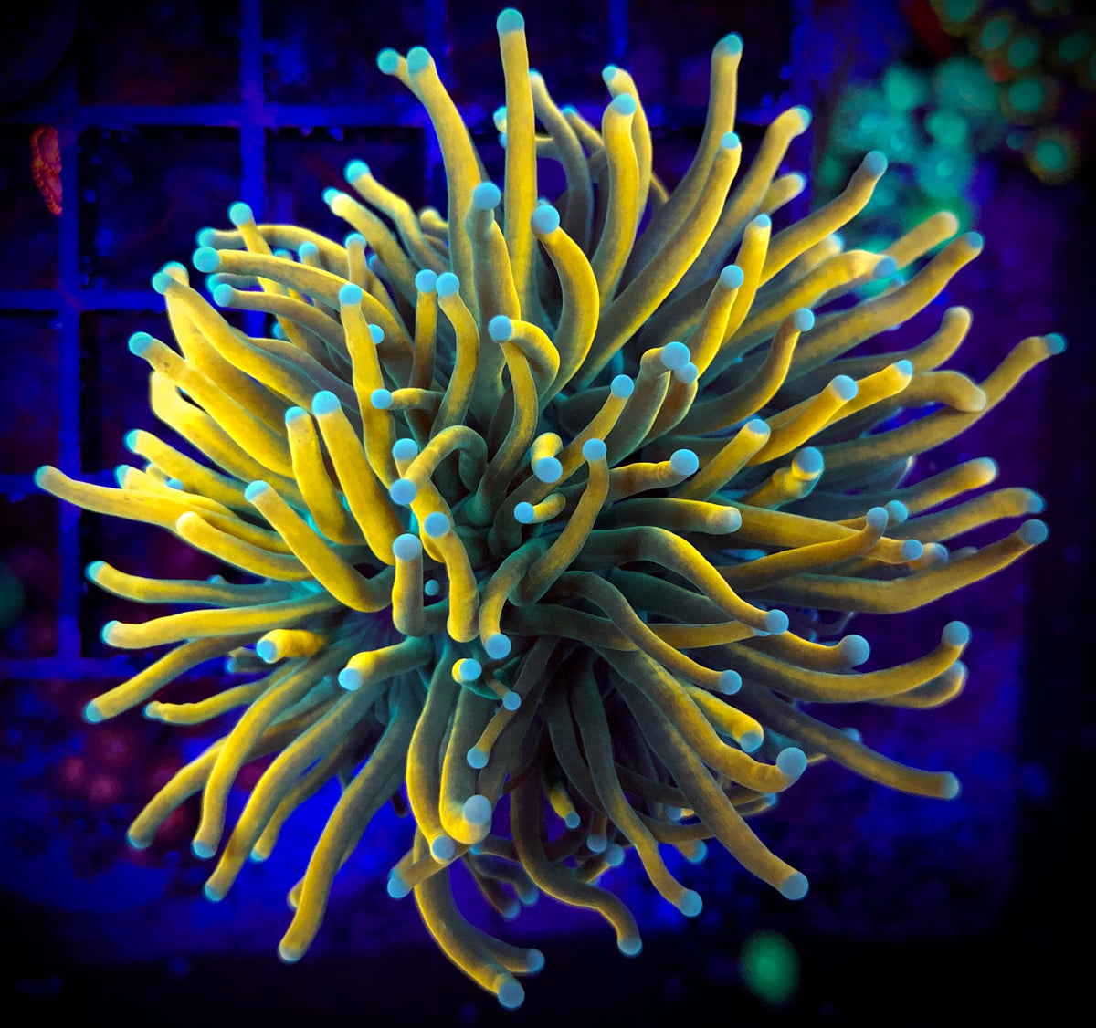 Master Torch Coral – A to Zoanthid